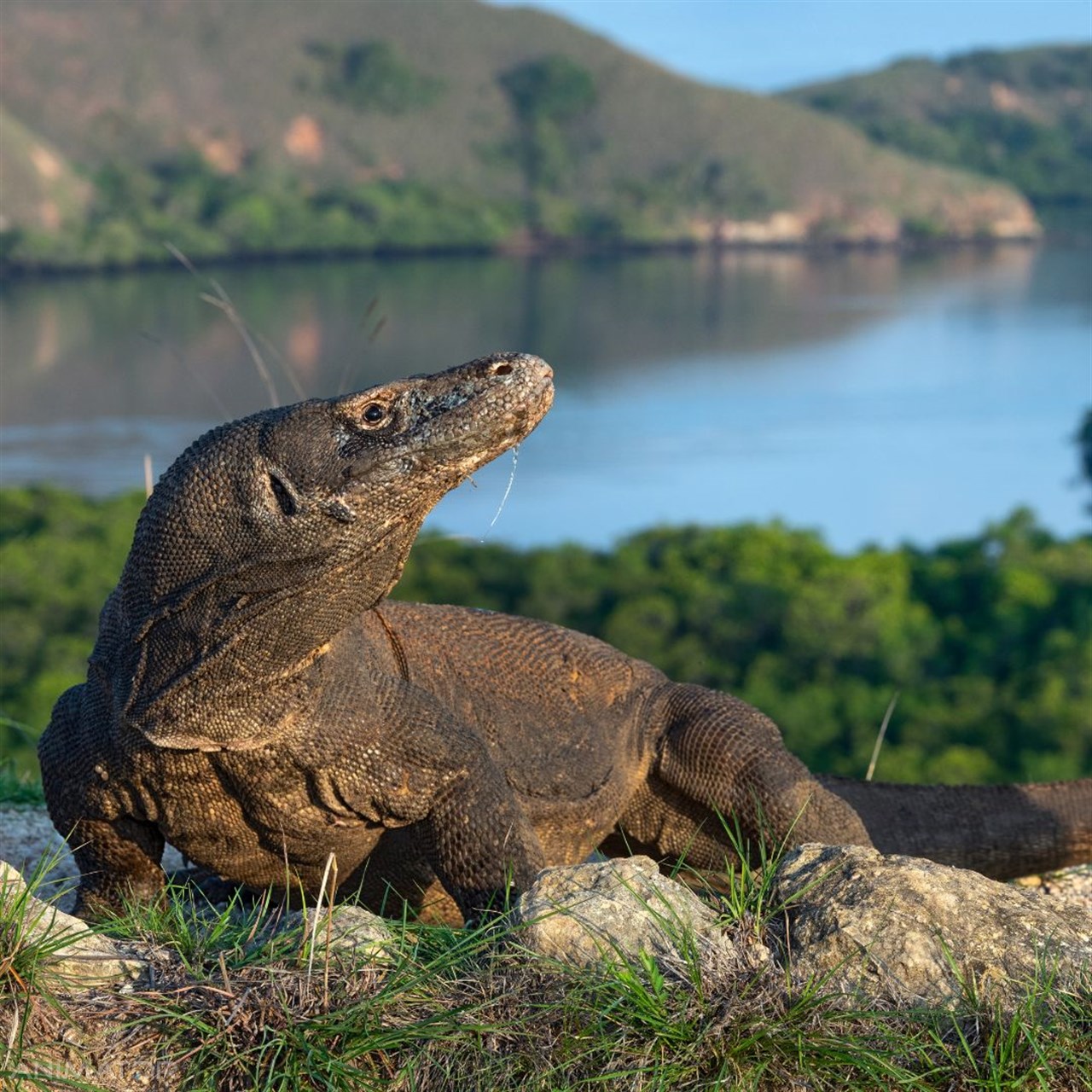 Indonezja - od Komodo po Kelimutu