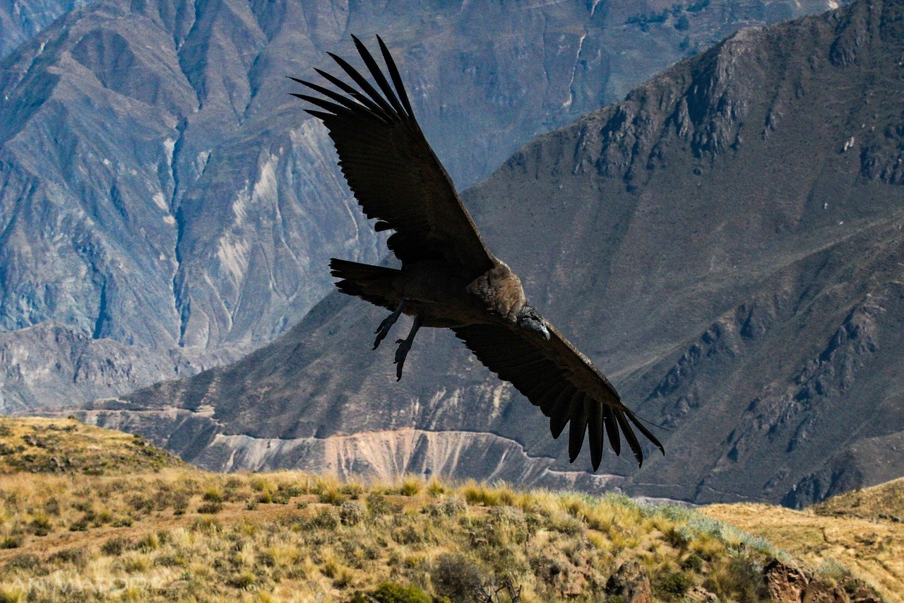 Peru - Boliwia