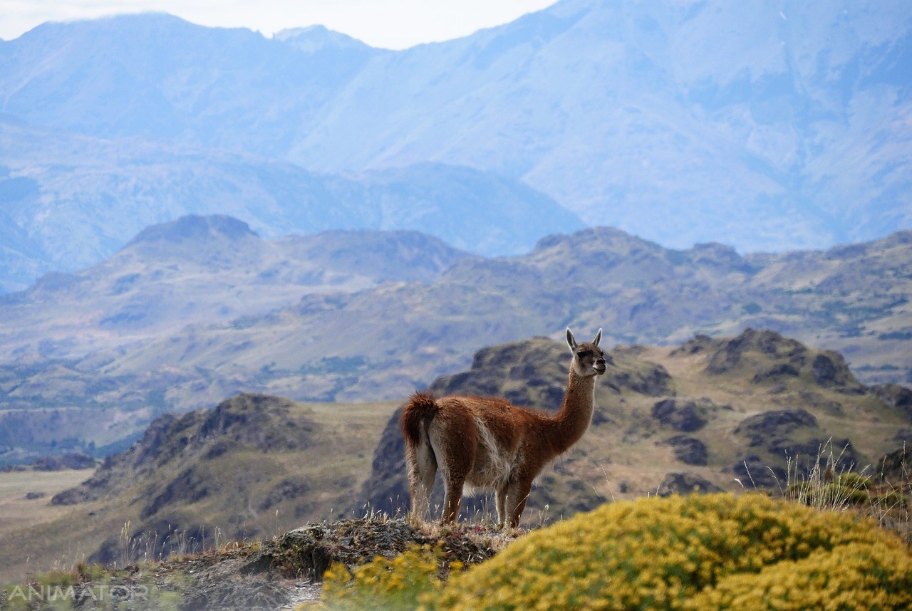 Peru - Boliwia